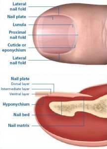 nail fungus fingers dermatophytes diabetes