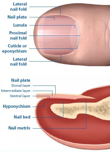 nail fungus fingers dermatophytes diabetes Other risk factors for nail