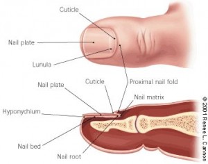 onychomycosis nail fungus healthy finger nails anatomy