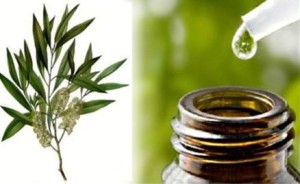 tea tree oil plant essential oil extract drop bottle
